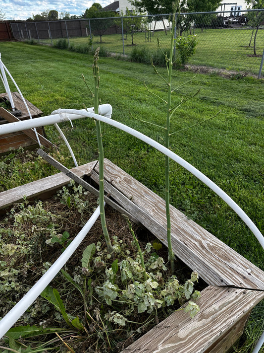 Absent-Minded Gardening