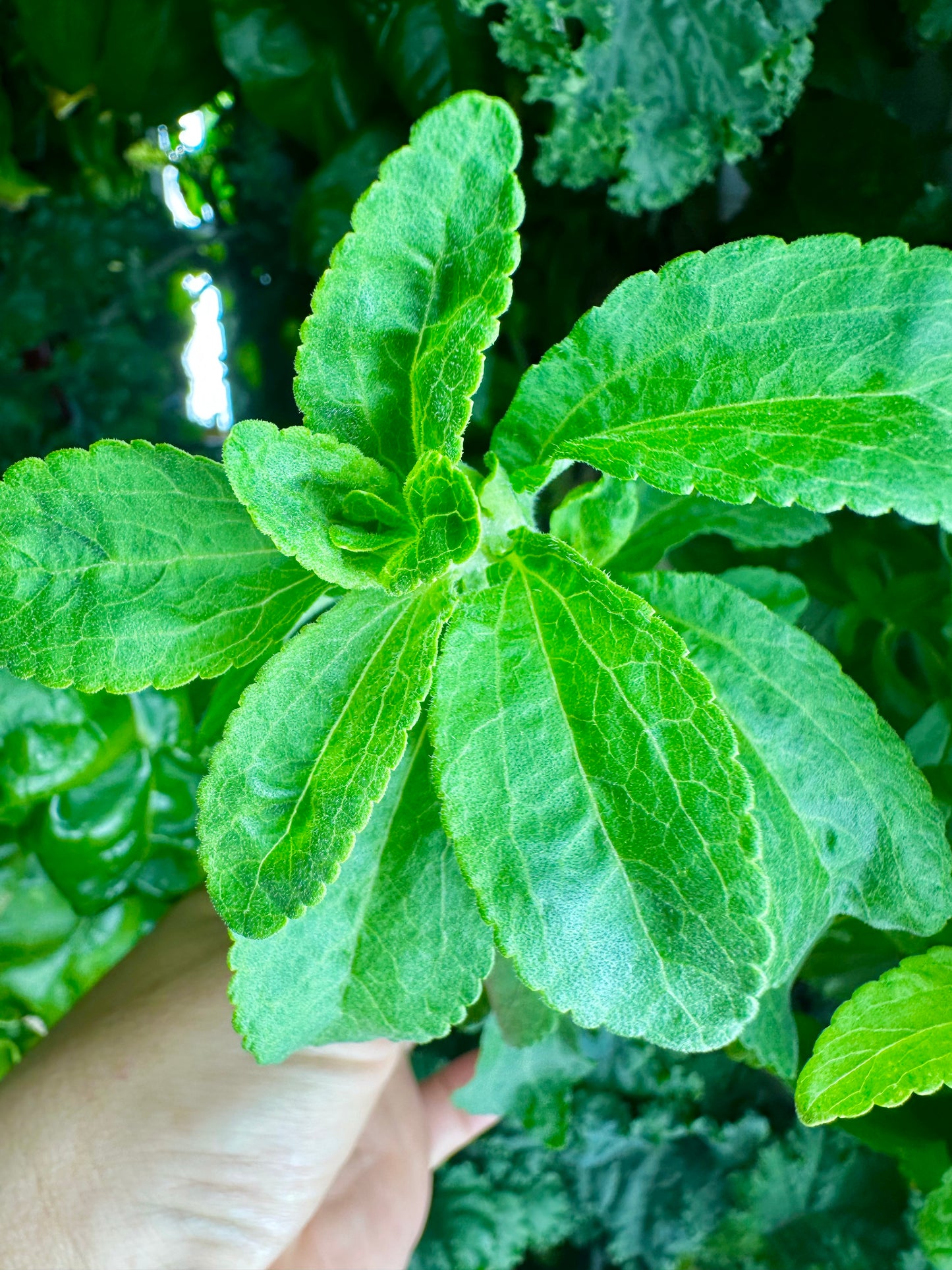 Stevia, Bunch