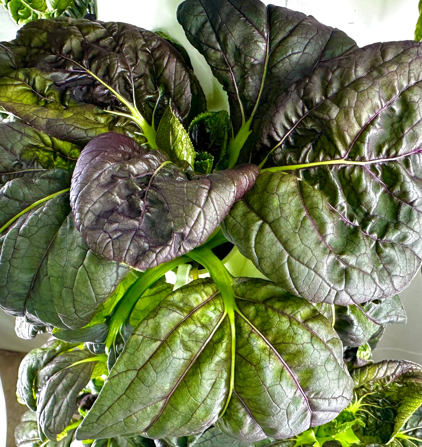 Bok Choy, Purple