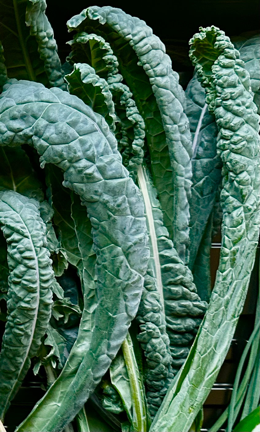 Lacinato/Dino Kale, Bunch