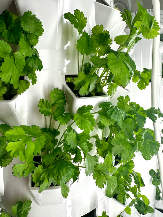 Cilantro, Bunch