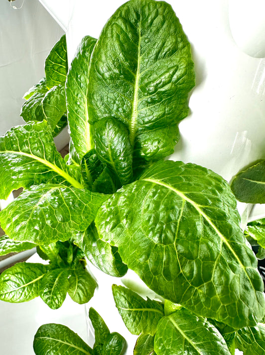 Romaine, Head