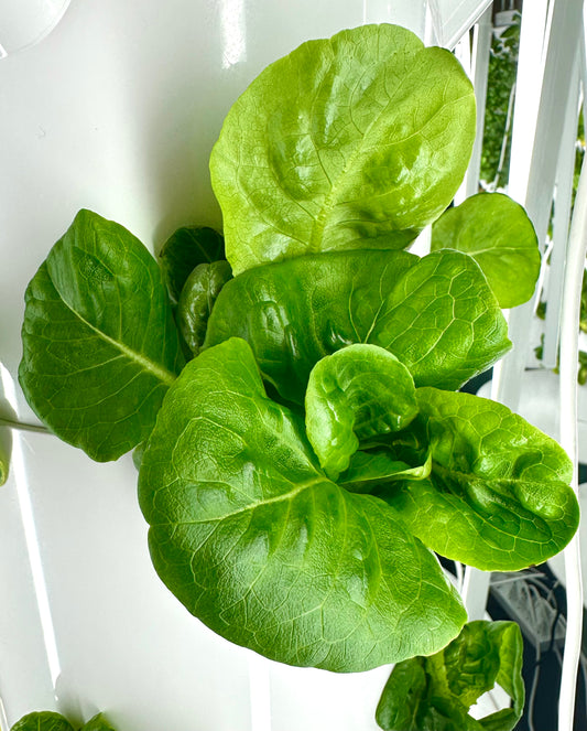 Buttercrunch Lettuce, Bag
