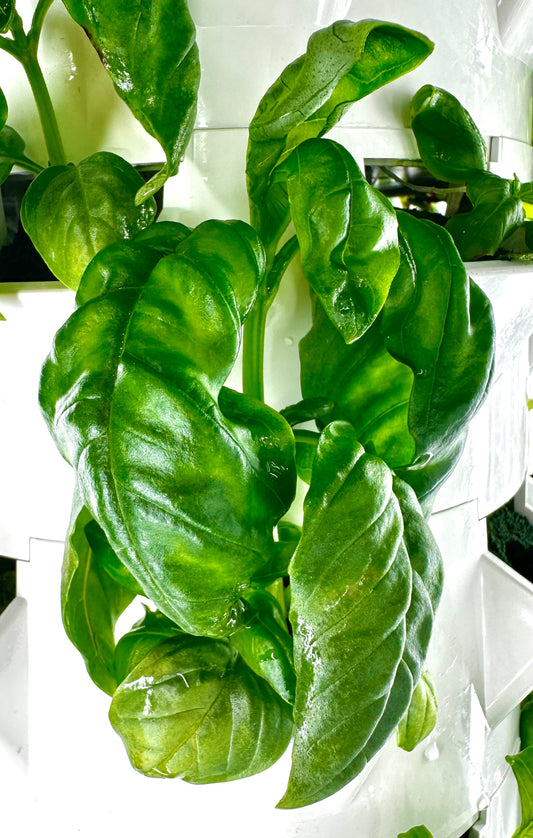 Genovese Basil, Bunch