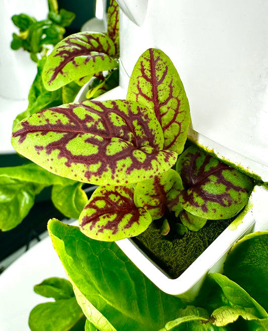 Red Veined Sorrel, Bunch