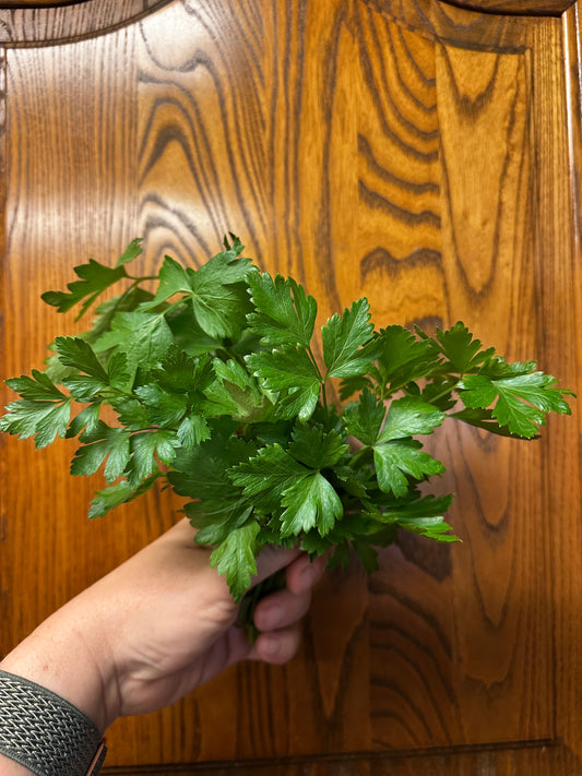 Italian Parsley, Bunch