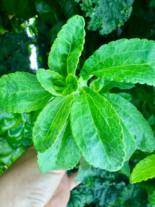 Stevia, Bunch