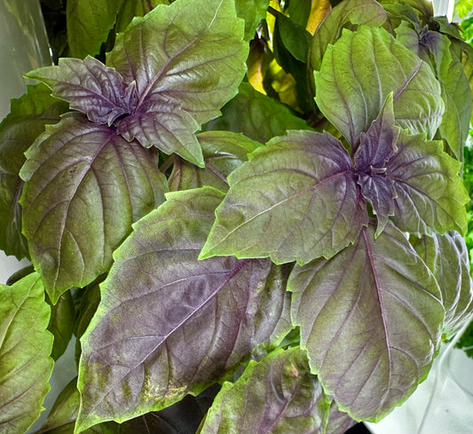 Basil, Purple