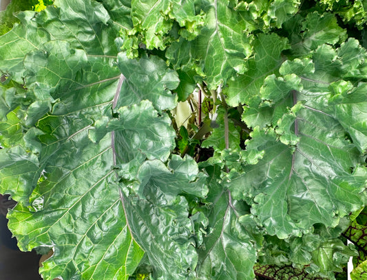 Red Kale, Bunch