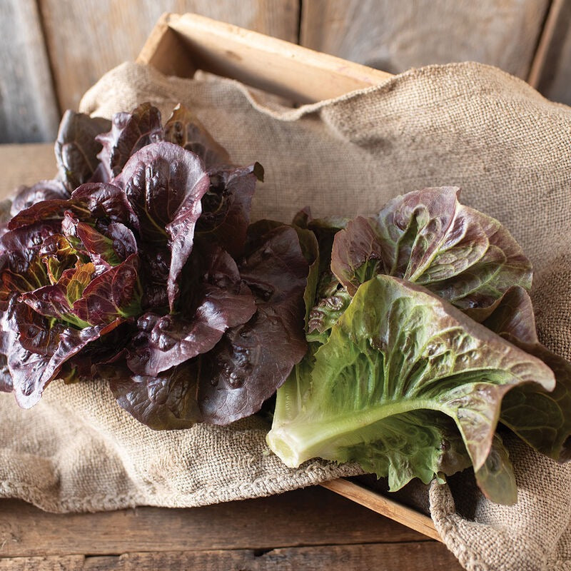Pomegranate Crunch Lettuce, Head