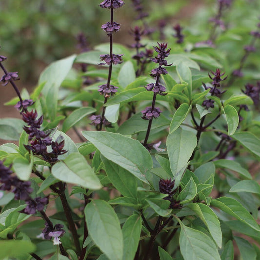 Thai Basil, Bunch
