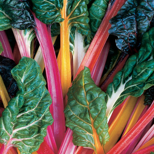 Rainbow Chard, Bunch